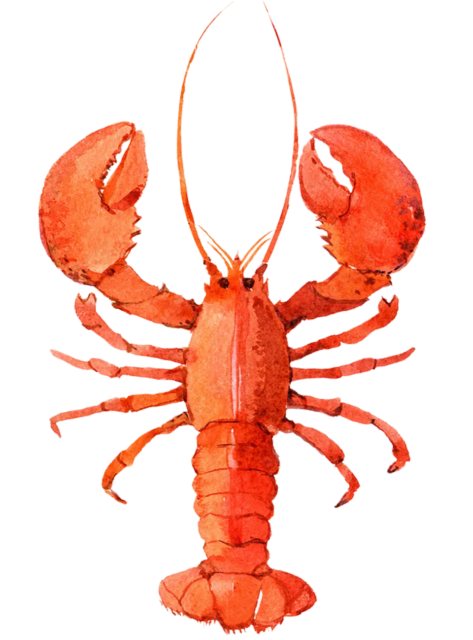 Avery Lane Gifts Maine Lobster køleskabsmagnet kystmotiv