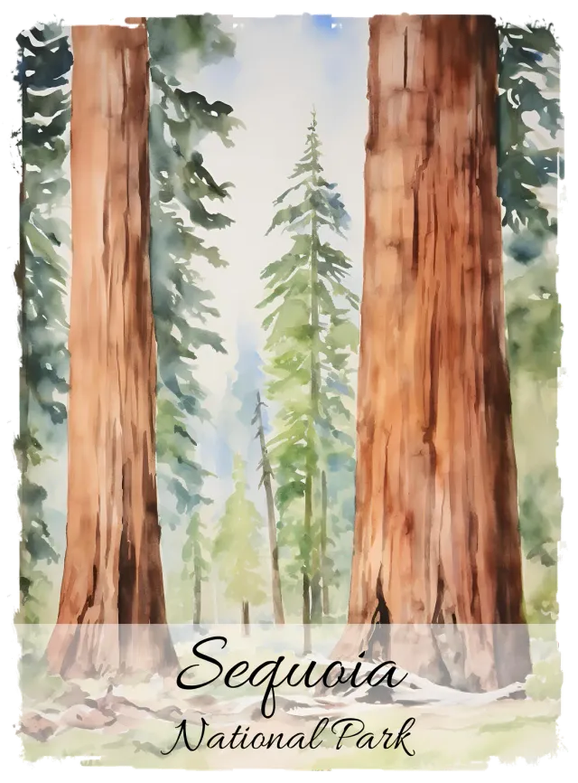 Avery Lane Gifts Sequoia National Park T-shirt 100% bomuld